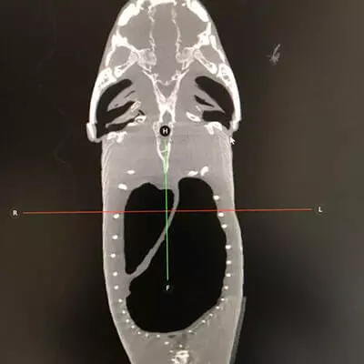 女子用胶水给受伤的蝴蝶粘上新翅膀，仅用5分钟，蝴蝶重返天空