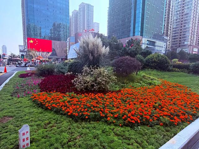 这边风景“郑”好（三）：花海成景 节日色彩分外浓