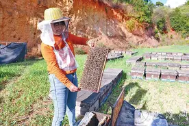 在峨山塔甸追逐花期的养蜂人图片