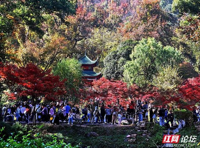 红叶漫染爱晚亭，今年岳麓山的枫景，是否能进你的心尖榜？