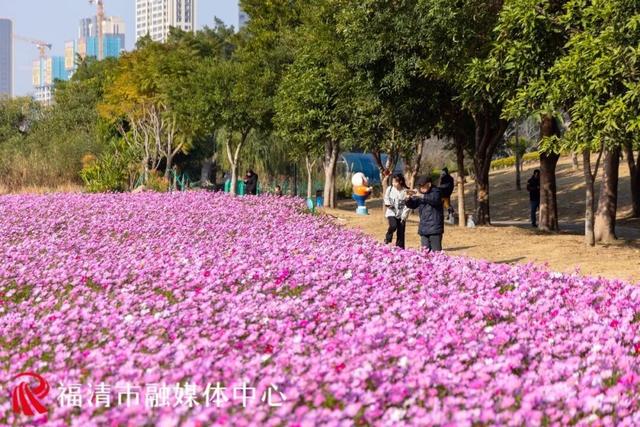 福州新晋顶流！“粉色花海”惊艳上线，本周末出片首选地