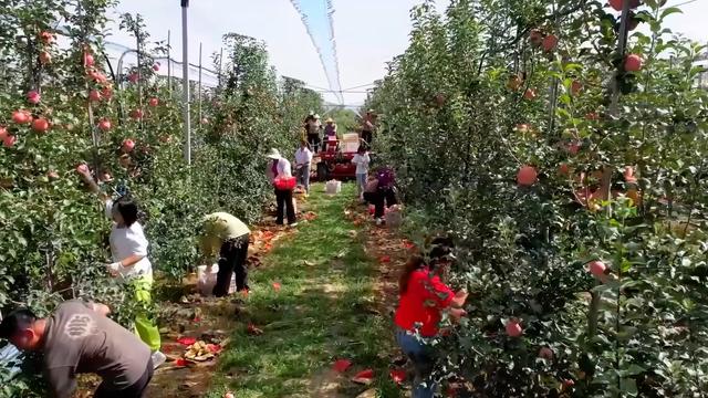 新华视点｜特色农业“金钥匙” 打开乡村振兴“富民门”