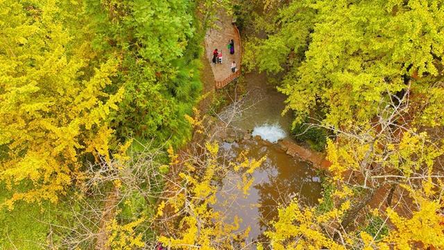 沿着公路看贵州丨沿省道317线探银杏秘境