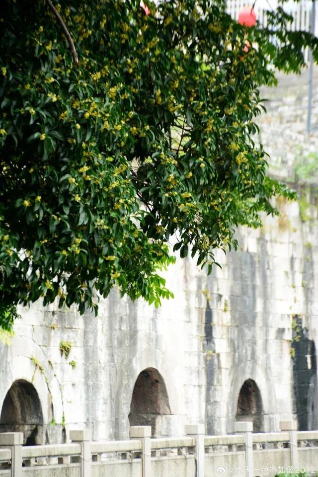 秦淮花事 | 秋日限定！在秦淮，与一场桂花雨不期而遇→