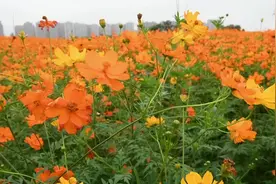 走进洋湖湿地  邂逅浪漫花海图片