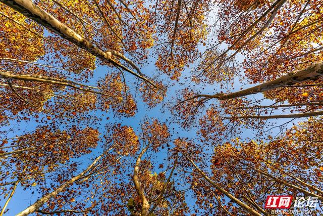 藏在长沙的冬日惊喜：乐喜湖的草木，还在演绎秋的余温