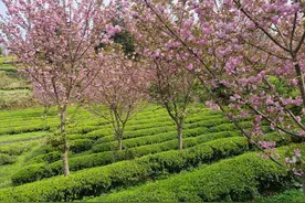 贵州印江：茶树樱花相点缀 茶香花香满山岗图片