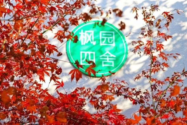 武汉冬日已“枫”神，全部地铁直达