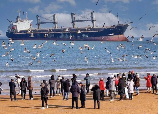 冬天！所有人都该来荣成见一见“永不失约”的布鲁威斯