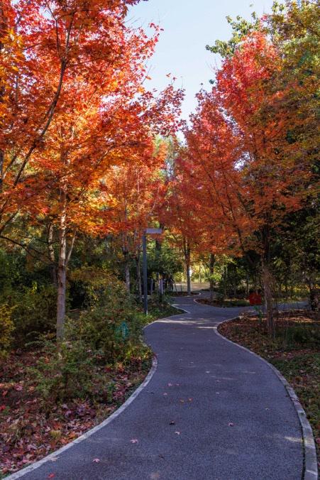 万里无云，阳光正好！周末到公园欣赏北京的秋
