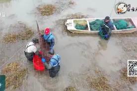 又上新了！上海培育出白色大闸蟹？尝过的人表示……图片