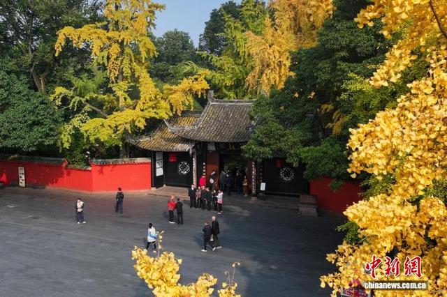 四川眉山：古祠金叶舞 诗意醉游人