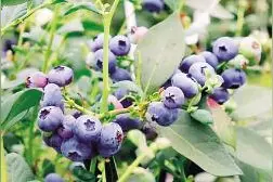 东川区乌龙镇蓝莓成熟上市图片