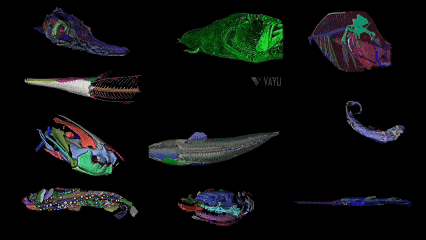 这个小盒子里的化石材料	，产生了非常多举世瞩目的成果，有十几篇顶刊文章｜卢静 一席少年第36位讲者