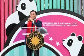 美国国家动物园新一对大熊猫“宝力”和“青宝”首次与公众见面图片