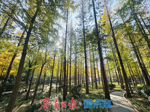 一年四季 泉在济南丨金黄银杏映火红水杉，层林尽染醉游人