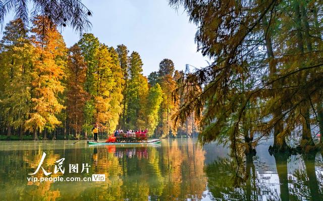 江苏兴化：湿地公园冬景如画