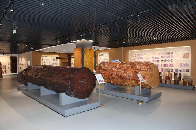 沉浸木竹世界！中南林科大木竹博物馆开馆，藏有全球3000余种标本