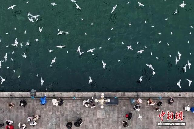 打卡青岛冬日“顶流”，海鸥衔来最生动的城市名片