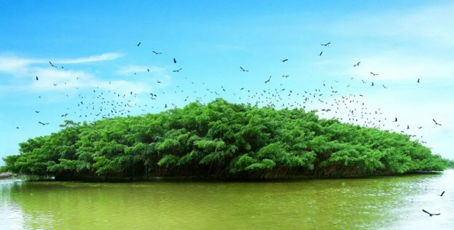 跟着赛事游新会！葵乡专线解锁“赛事+文旅”双重精彩