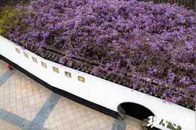 文徵明手植紫藤种子开售秒空，小小一颗来头大图片