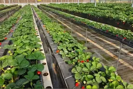 三水春日采摘指南来了！带上萌娃，一起收获甜蜜时光图片