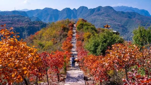 荆紫仙山红叶预告，第一波惊艳正在上线！
