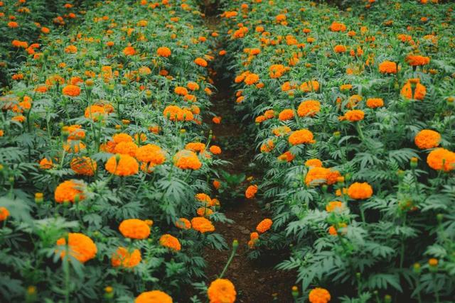 最佳赏花期至10月初 腾冲明光鸦乌山千亩花海等你来