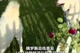 热闻|狗狗、老虎、波斯豹……普京获赠朝鲜国犬丰山猎犬“宠物团”成员持续上新图片