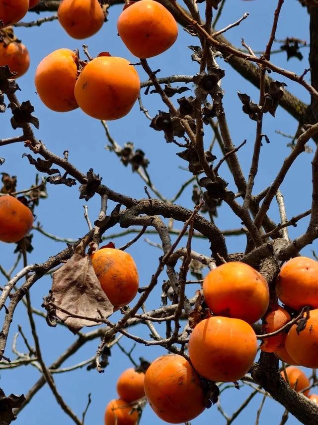 初冬高饱和度美景，还得看洛阳！