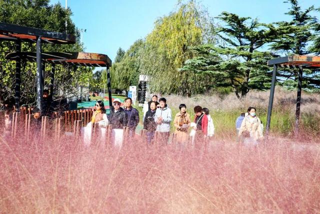 金秋时节，羊亭河公园变“打卡胜地”