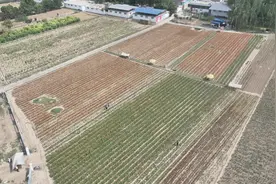 菏泽：40万朵百合盛开迎客来图片