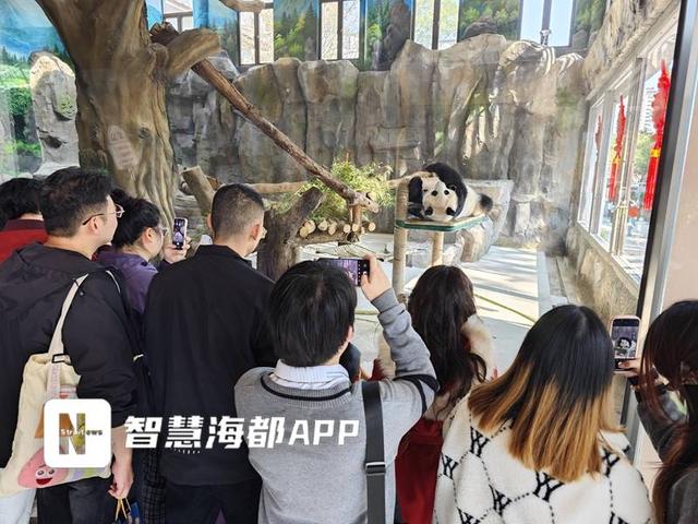 全城“萌动”！福州人的周末，被这5只“滚滚”承包了！