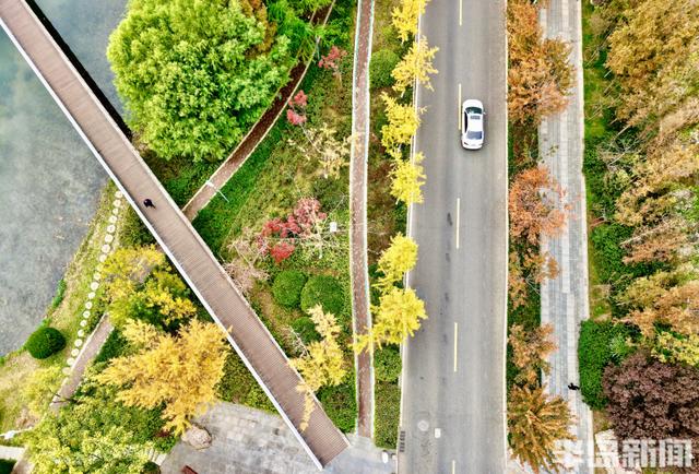 秋染李村河！五彩斑斓绘就城市生态画卷
