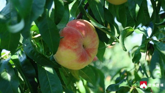 文化中国行丨寒露时节探访山东省泰安市岱岳区马庄镇：沃野凝香蜜桃醉秋