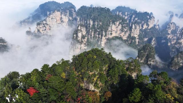 红叶点缀峰林云海，快来张家界赏绝美秋色！