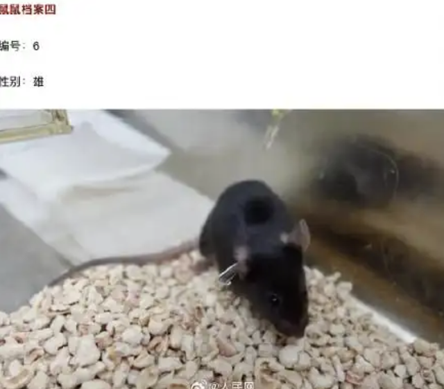 4只鼠鼠档案大公开！揭秘中国空间站“鼠航天员”，实验首选为何是它们？