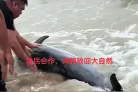福建漳州2只海豚搁浅，警民合力救助4小时助其回归大海图片