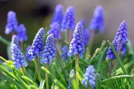 散文|探花寻草之风信子图片
