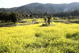 哇，舟山这地的油菜花已盛开！满目金黄→图片