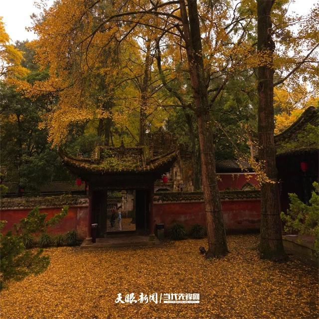 黄平开通“杏运”主题公交 邀您共赴飞云崖“金色秘境”