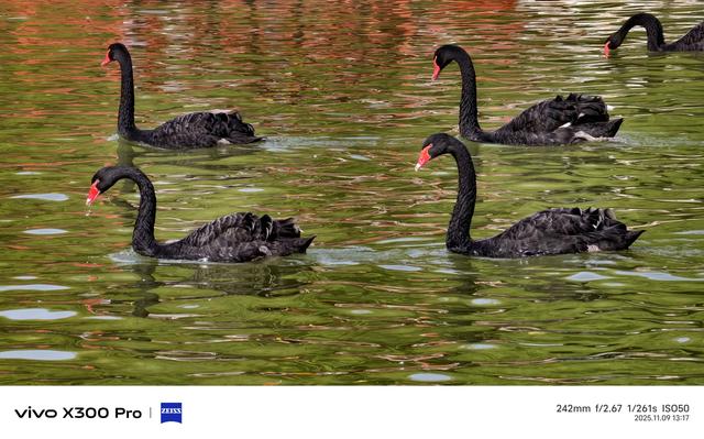 洛阳市：从政坊游园黑天鹅嘻戏