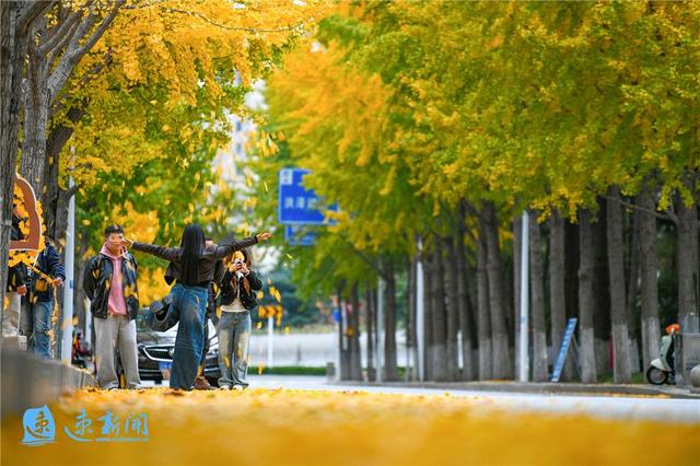 宿迁这条大道“美出圈”！满城尽带“黄金甲”，等你“杏”会