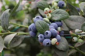 旅居云南必备常识，不止蓝莓，还有这些“水果自由”等着您图片