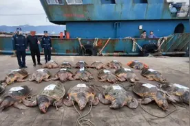 浙江海警从一艘渔船上查获国家一级保护动物海龟26只图片