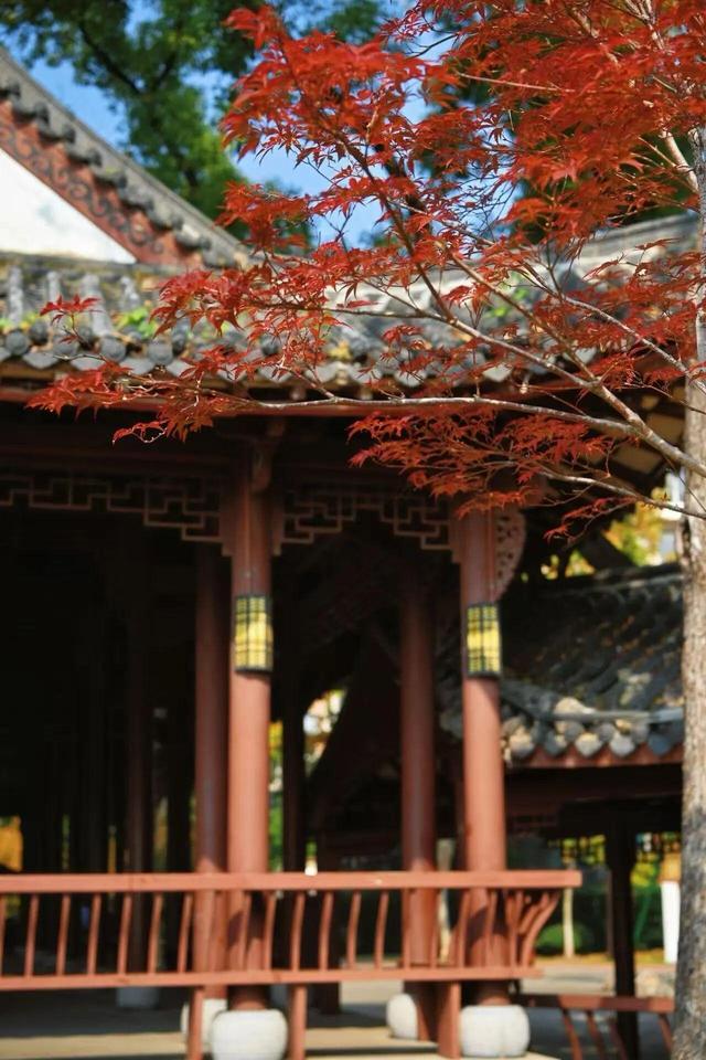 九派早读 | 武汉东湖首次开通“观鸥专线”