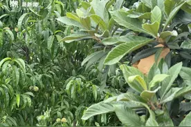 个稍小味更鲜，网红塘栖枇杷迎首批尝鲜客，入口即化的软白沙还要再等等图片