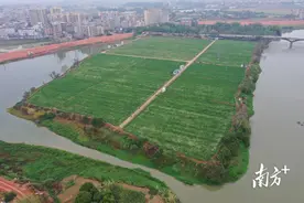 茂南镇盛镇茭白丰收季，村民“钱”景无限图片