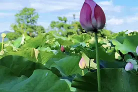 氛围灯、杯垫……莲蓬上市，除了吃，原来还能这么玩！图片