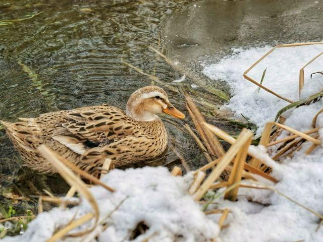 北京号最精彩｜雪映京城！各区绝美雪景宛若水墨长卷